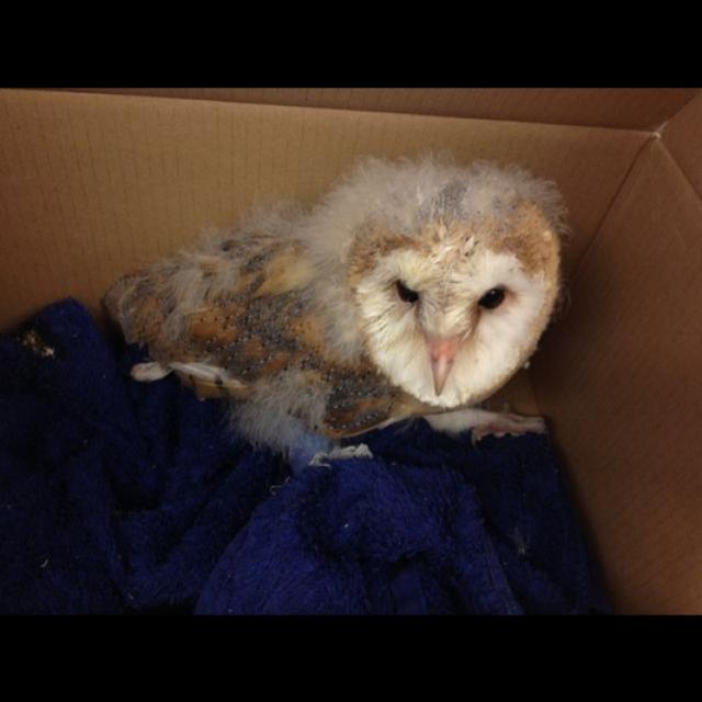 Baby barn owl came in to have his dressing changed